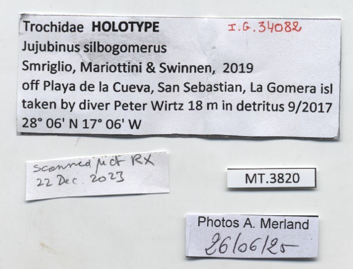 BE-RBINS-INV-MT-3820-Jujubinus-silbogomerus-ht-label.jpg BE-RBINS-INV-MT-3820-Jujubinus-silbogomerus-ht-label.jpg