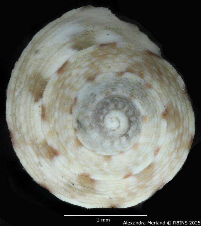 BE-RBINS-INV-MT-3820-Jujubinus-silbogomerus-ht-Top.jpg