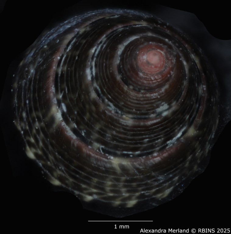 BE-RBINS-INV-MT-3820-Jujubinus-silbogomerus-ht-Top.jpg BE-RBINS-INV-MT-3820-Jujubinus-silbogomerus-ht-Top.jpg