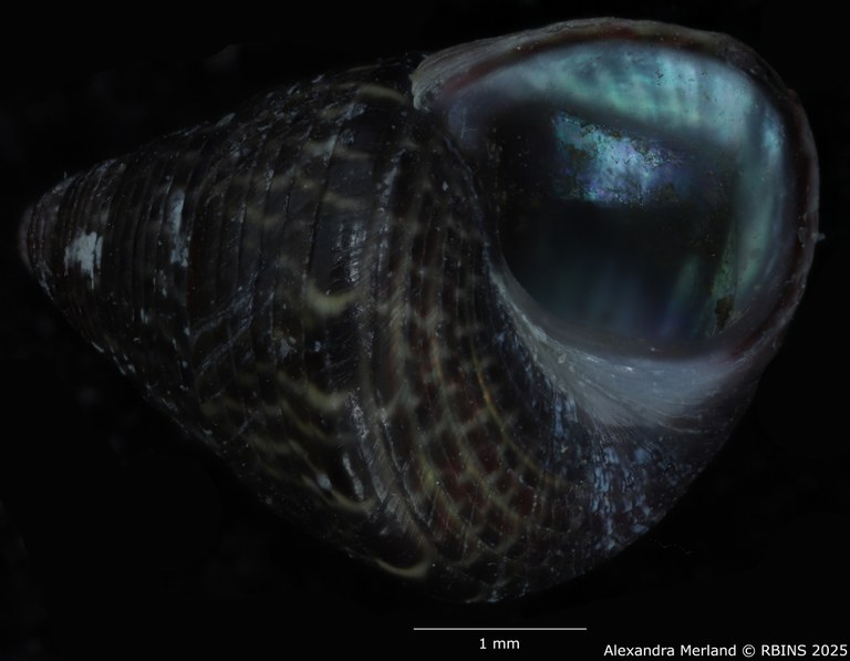 BE-RBINS-INV-MT-3820-Jujubinus-silbogomerus-ht-V.jpg BE-RBINS-INV-MT-3820-Jujubinus-silbogomerus-ht-V.jpg