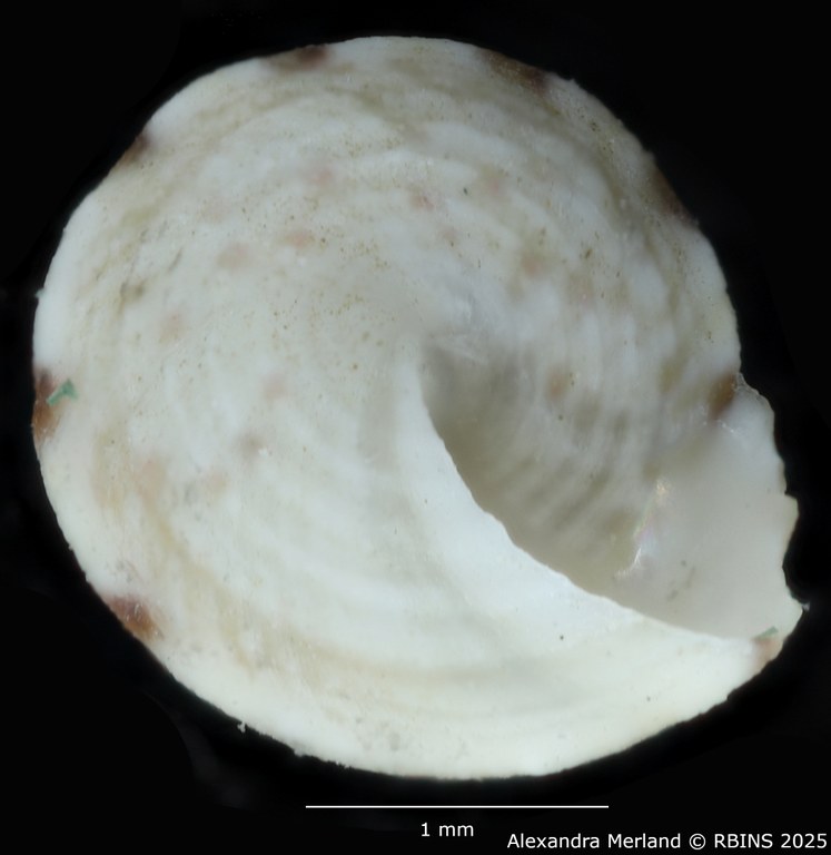 BE-RBINS-INV-MT-3820-Jujubinus-silbogomerus-ht-V.jpg