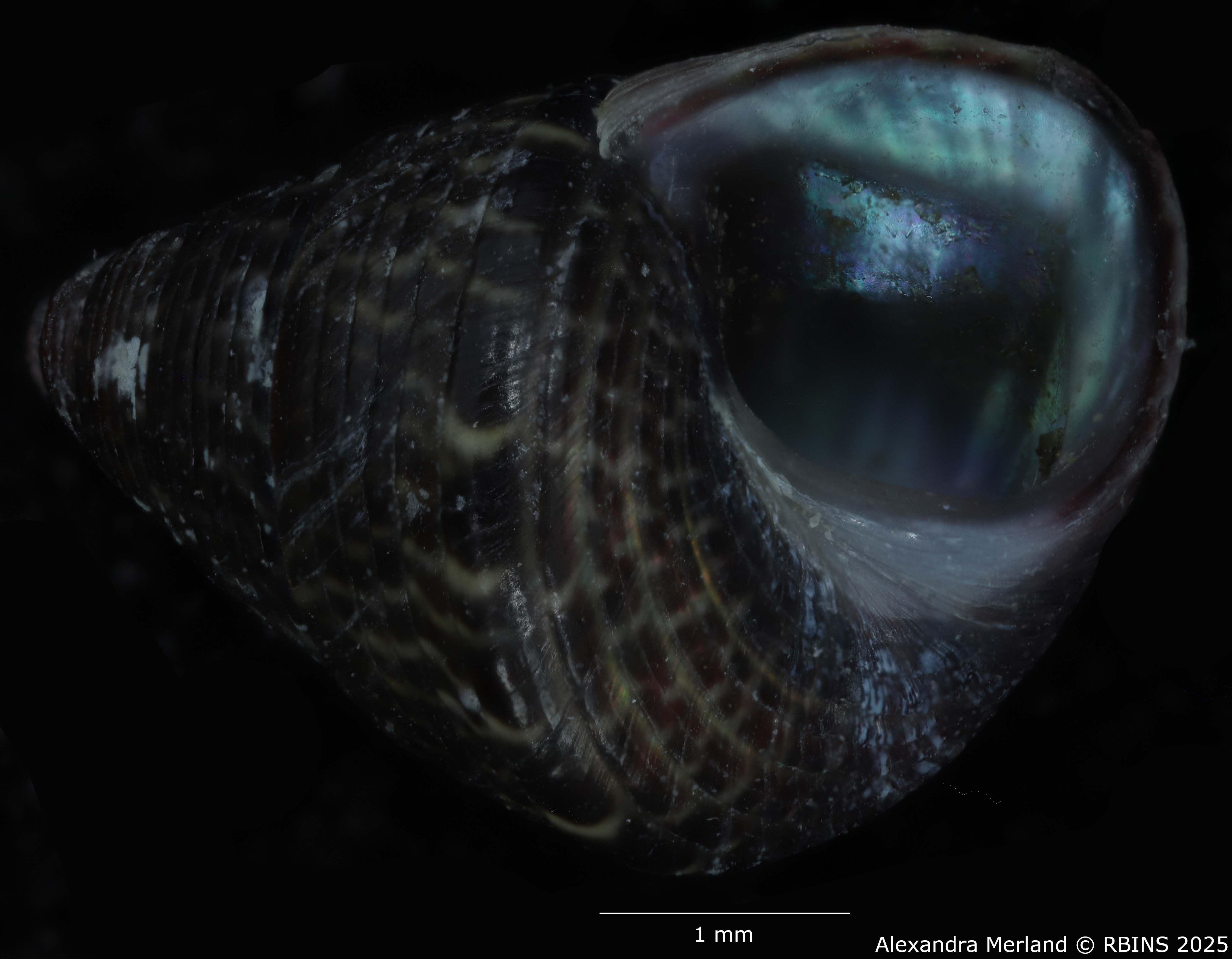BE-RBINS-INV-MT-3820-Jujubinus-silbogomerus-ht-V.jpg