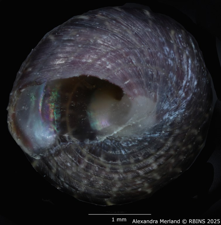 BE-RBINS-INV-MT-3820-Jujubinus-silbogomerus-ht-V2.jpg BE-RBINS-INV-MT-3820-Jujubinus-silbogomerus-ht-V2.jpg