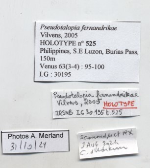 BE-RBINSINV-MT-525-Pseudotalopia-fernandrikae-ht-label.jpg