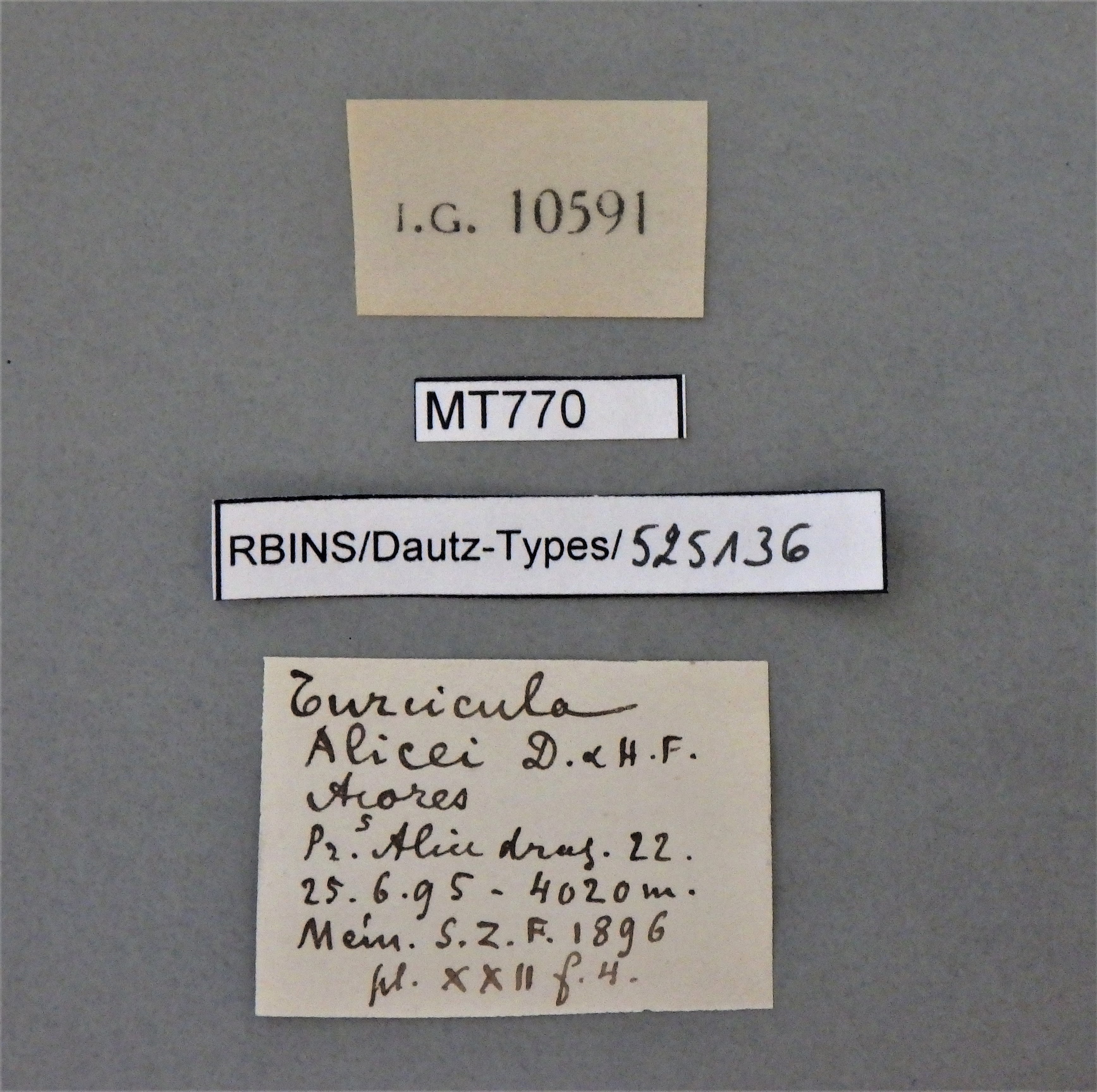 BE-RBINS-INV PARATYPE MT 770 Turcicula alicei LABELS.jpg