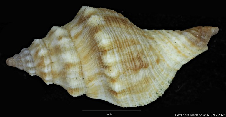 BE-RBINS-INV-MT-3066-Afer-lansbergisi -pt-D.jpg BE-RBINS-INV-MT-3066-Afer-lansbergisi -pt-D.jpg