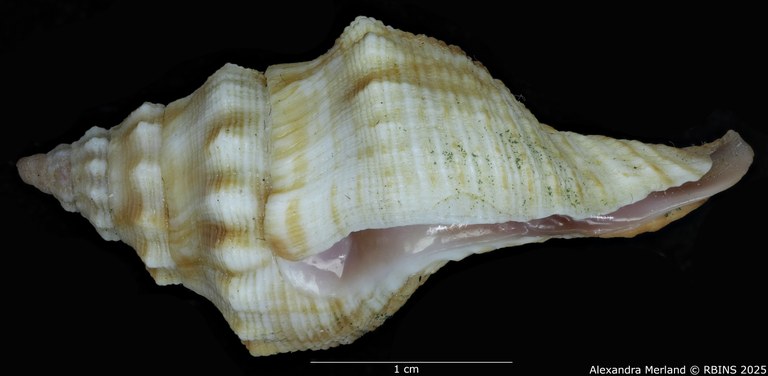 BE-RBINS-INV-MT-3066-Afer-lansbergisi -pt-L.jpg BE-RBINS-INV-MT-3066-Afer-lansbergisi -pt-L.jpg