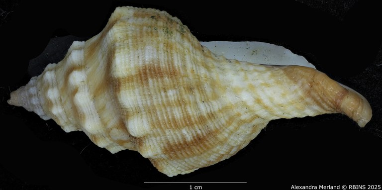 BE-RBINS-INV-MT-3066-Afer-lansbergisi -pt-L2.jpg BE-RBINS-INV-MT-3066-Afer-lansbergisi -pt-L2.jpg