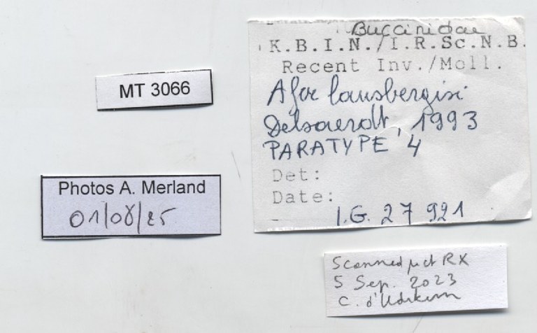 BE-RBINS-INV-MT-3066-Afer-lansbergisi -pt-label.jpg BE-RBINS-INV-MT-3066-Afer-lansbergisi -pt-label.jpg