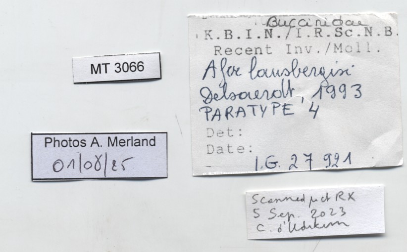 BE-RBINS-INV-MT-3066-Afer-lansbergisi -pt-label.jpg