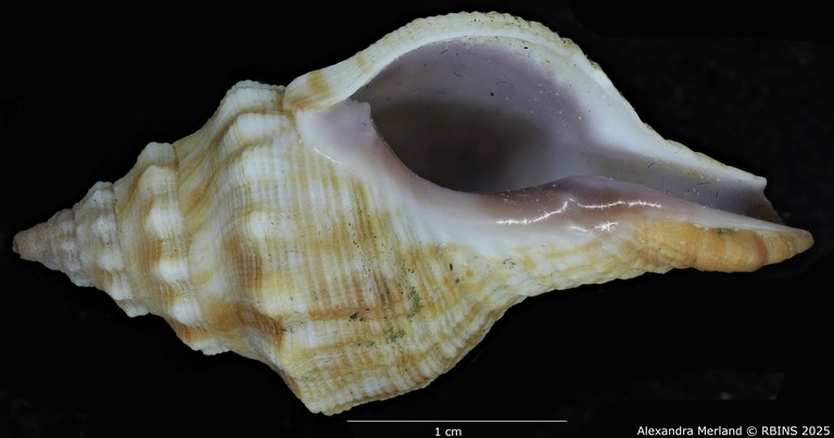 BE-RBINS-INV-MT-3066-Afer-lansbergisi -pt-V.jpg BE-RBINS-INV-MT-3066-Afer-lansbergisi -pt-V.jpg