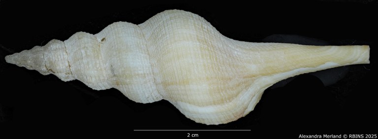 BE-RBINS-INV-MT-533-Afer-pseudofusinus-pt-D.jpg BE-RBINS-INV-MT-533-Afer-pseudofusinus-pt-D.jpg