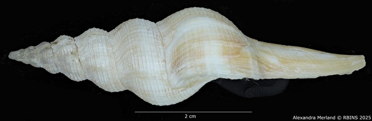 BE-RBINS-INV-MT-533-Afer-pseudofusinus-pt-L.jpg BE-RBINS-INV-MT-533-Afer-pseudofusinus-pt-L.jpg