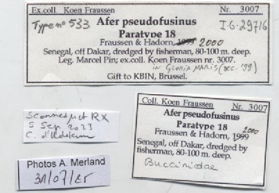 BE-RBINS-INV-MT-533-Afer-pseudofusinus-pt-label.jpg BE-RBINS-INV-MT-533-Afer-pseudofusinus-pt-label.jpg