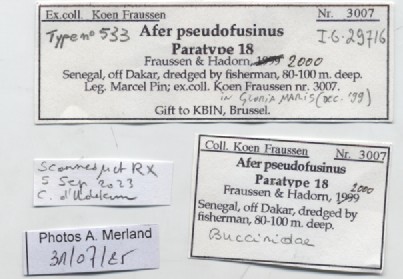 BE-RBINS-INV-MT-533-Afer-pseudofusinus-pt-label.jpg