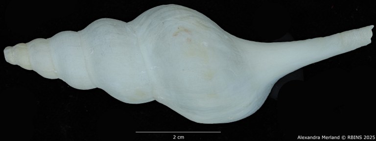 BE-RBINS-INV-MT-2568-Euthria-usquamaris-ht-D.jpg BE-RBINS-INV-MT-2568-Euthria-usquamaris-ht-D.jpg