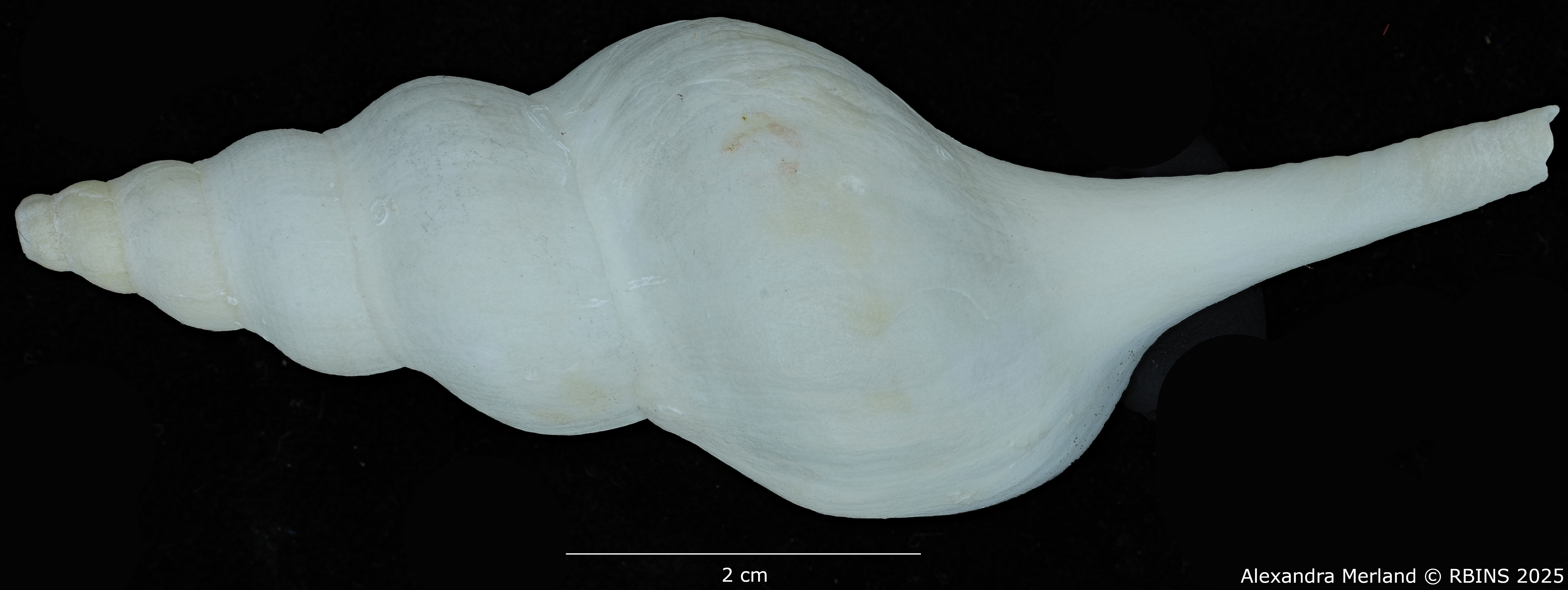 BE-RBINS-INV-MT-2568-Euthria-usquamaris-ht-D.jpg