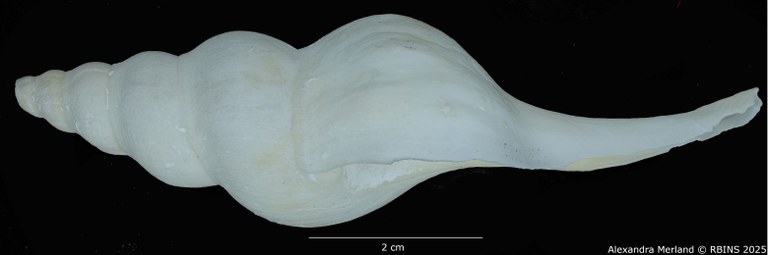 BE-RBINS-INV-MT-2568-Euthria-usquamaris-ht-L.jpg BE-RBINS-INV-MT-2568-Euthria-usquamaris-ht-L.jpg