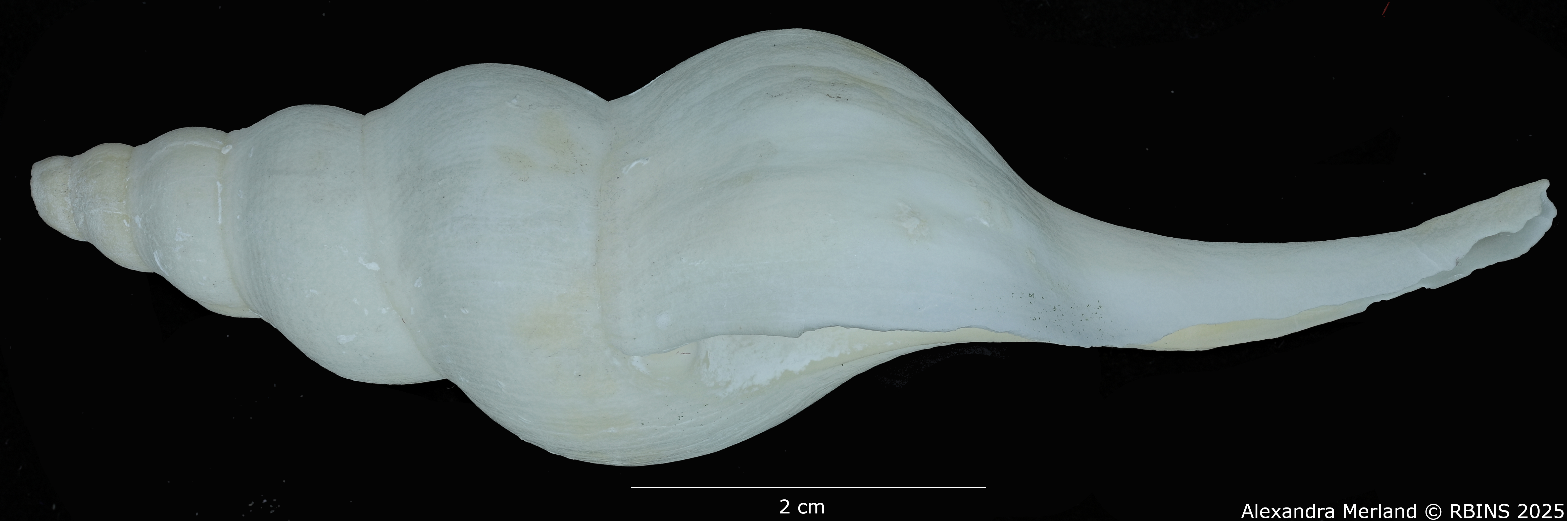 BE-RBINS-INV-MT-2568-Euthria-usquamaris-ht-L.jpg