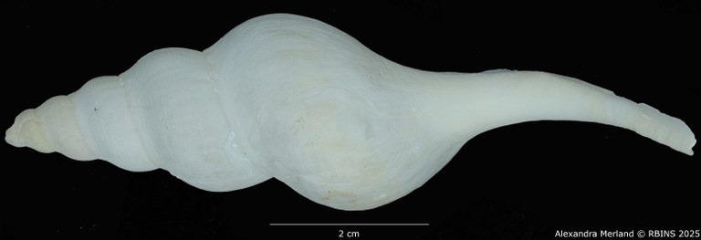BE-RBINS-INV-MT-2568-Euthria-usquamaris-ht-L2.jpg BE-RBINS-INV-MT-2568-Euthria-usquamaris-ht-L2.jpg