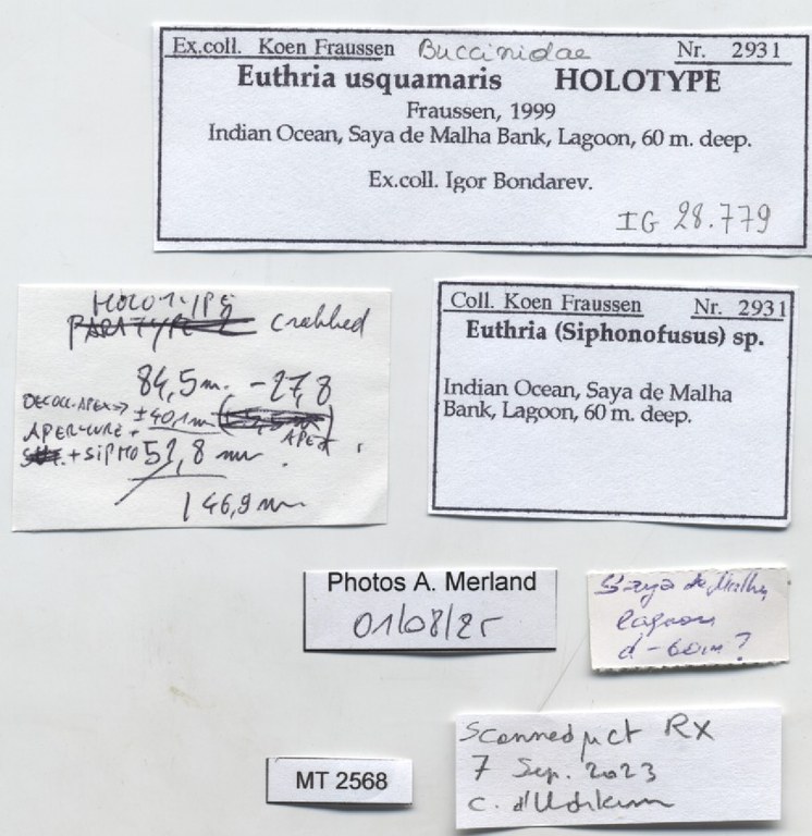 BE-RBINS-INV-MT-2568-Euthria-usquamaris-ht-label.jpg BE-RBINS-INV-MT-2568-Euthria-usquamaris-ht-label.jpg