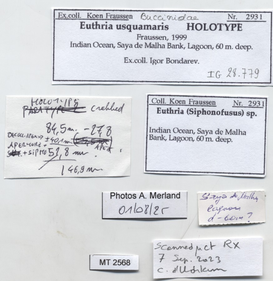 BE-RBINS-INV-MT-2568-Euthria-usquamaris-ht-label.jpg