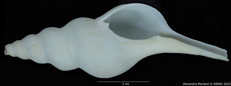 BE-RBINS-INV-MT-2568-Euthria-usquamaris-ht-V.jpg BE-RBINS-INV-MT-2568-Euthria-usquamaris-ht-V.jpg