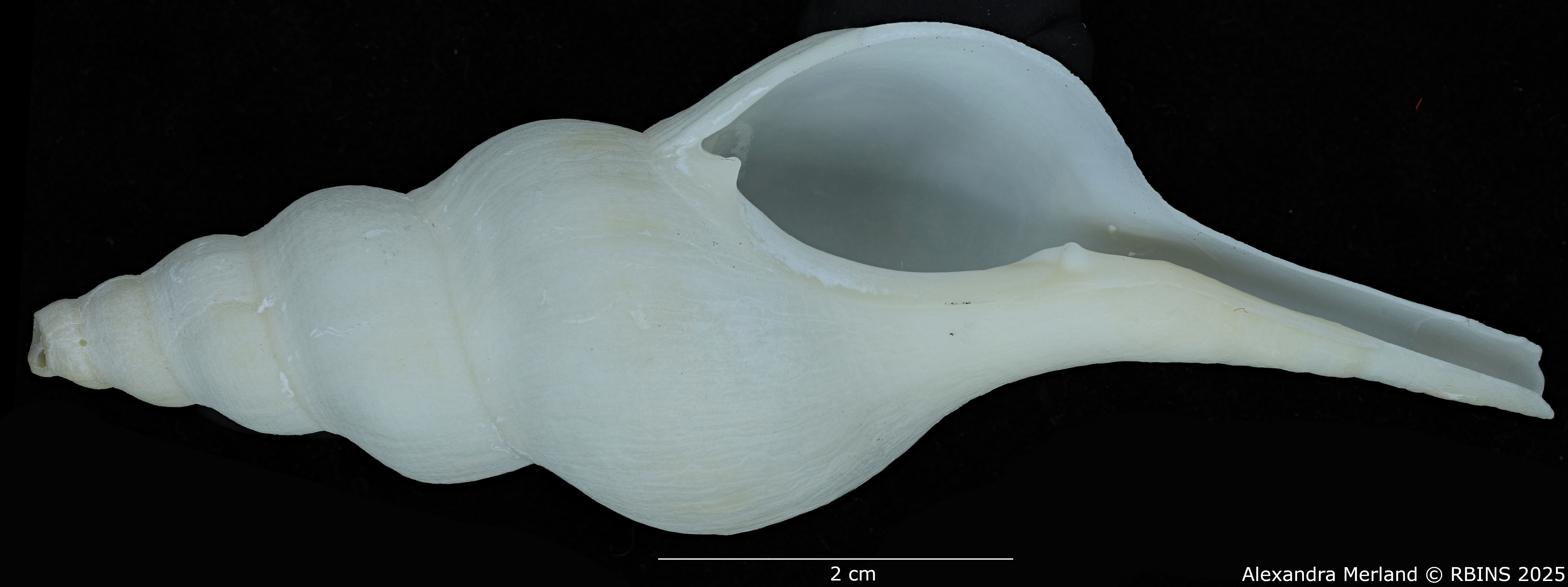 BE-RBINS-INV-MT-2568-Euthria-usquamaris-ht-V.jpg