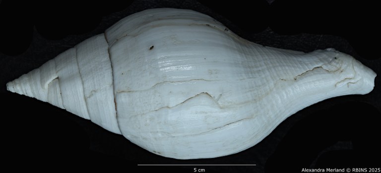 BE-RBINS-INV-MT-433-Turbinella-laevigata-rianae-ht-D.jpg BE-RBINS-INV-MT-433-Turbinella-laevigata-rianae-ht-D.jpg