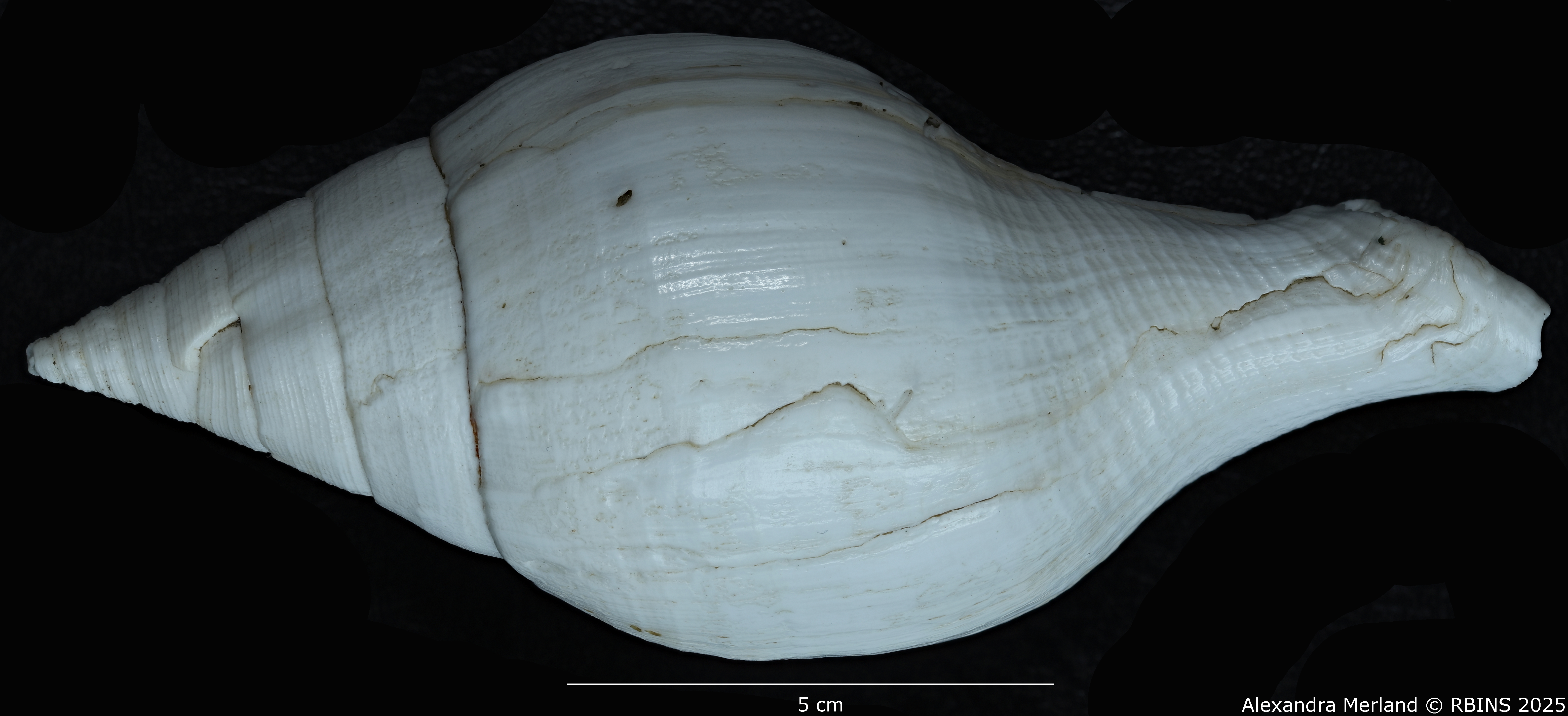 BE-RBINS-INV-MT-433-Turbinella-laevigata-rianae-ht-D.jpg