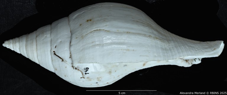 BE-RBINS-INV-MT-433-Turbinella-laevigata-rianae-ht-L.jpg BE-RBINS-INV-MT-433-Turbinella-laevigata-rianae-ht-L.jpg