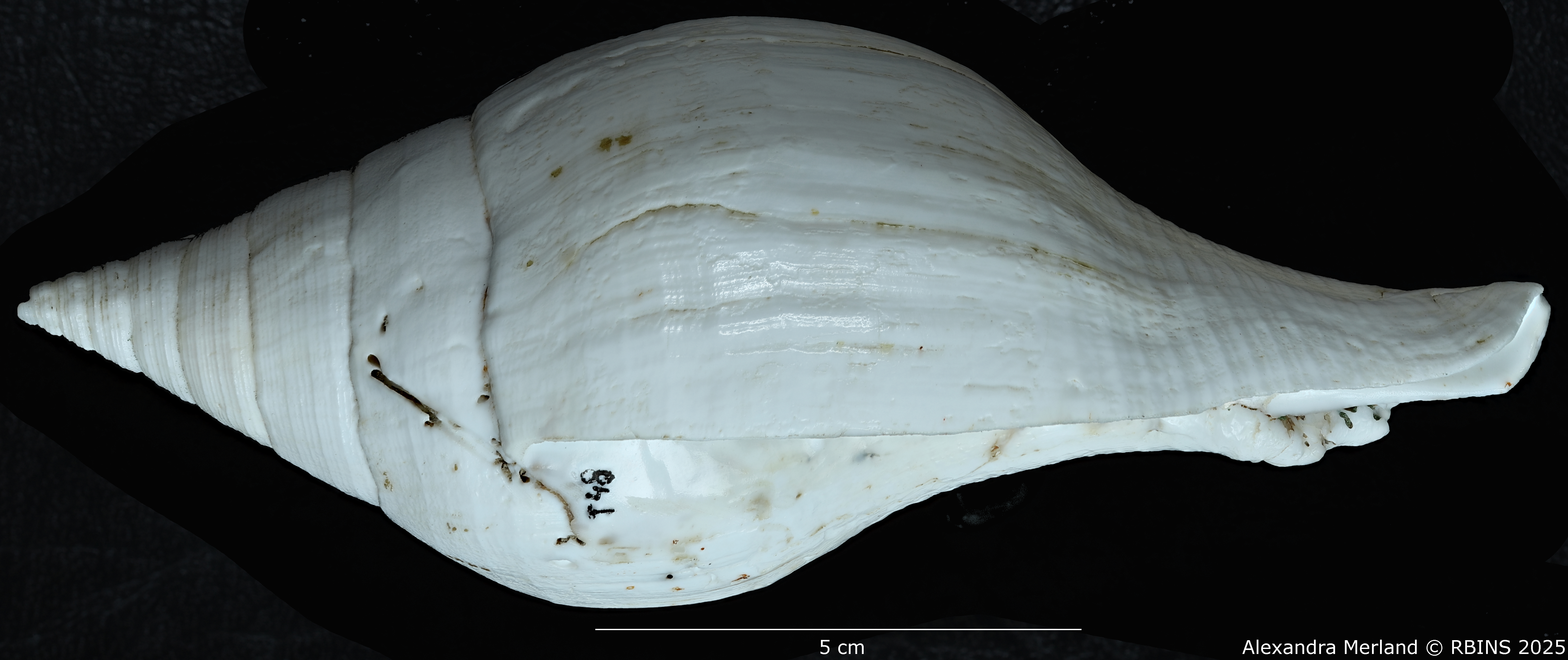 BE-RBINS-INV-MT-433-Turbinella-laevigata-rianae-ht-L.jpg