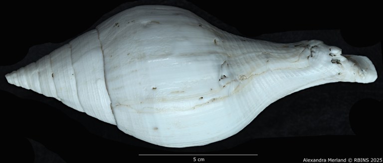 BE-RBINS-INV-MT-433-Turbinella-laevigata-rianae-ht-L2.jpg BE-RBINS-INV-MT-433-Turbinella-laevigata-rianae-ht-L2.jpg