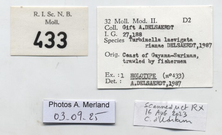 BE-RBINS-INV-MT-433-Turbinella-laevigata-rianae-ht-label.jpg BE-RBINS-INV-MT-433-Turbinella-laevigata-rianae-ht-label.jpg