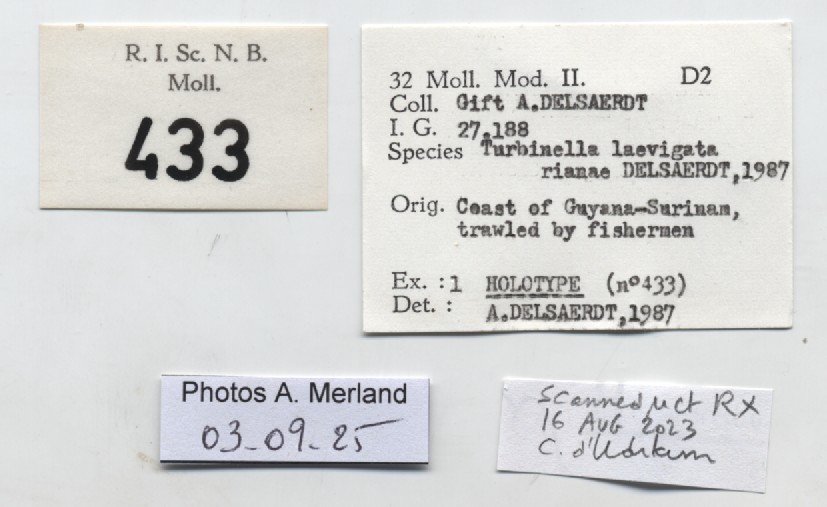 BE-RBINS-INV-MT-433-Turbinella-laevigata-rianae-ht-label.jpg