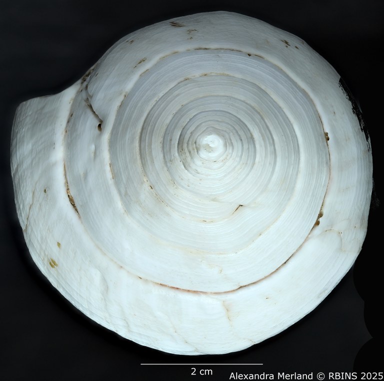 BE-RBINS-INV-MT-433-Turbinella-laevigata-rianae-ht-Top.jpg BE-RBINS-INV-MT-433-Turbinella-laevigata-rianae-ht-Top.jpg