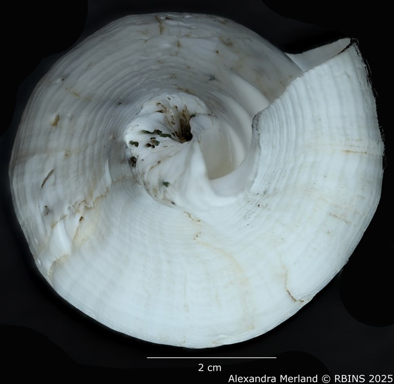 BE-RBINS-INV-MT-433-Turbinella-laevigata-rianae-ht-Top2.jpg BE-RBINS-INV-MT-433-Turbinella-laevigata-rianae-ht-Top2.jpg