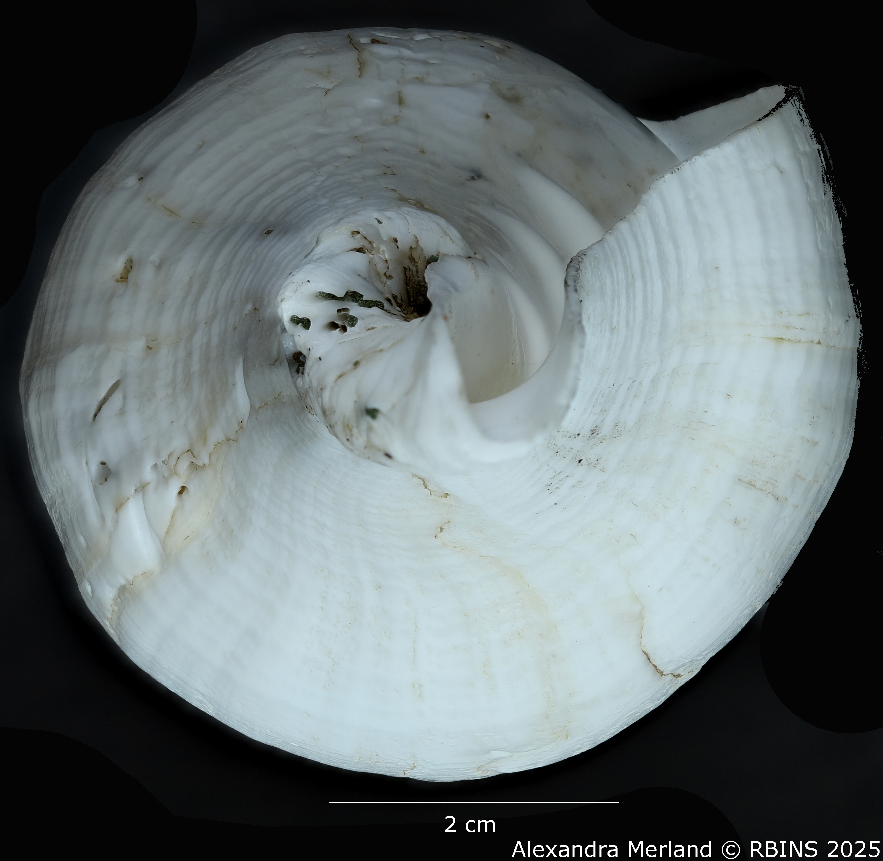 BE-RBINS-INV-MT-433-Turbinella-laevigata-rianae-ht-Top2.jpg