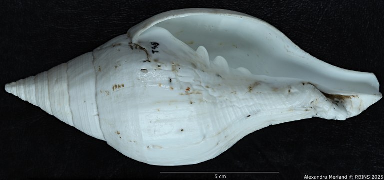 BE-RBINS-INV-MT-433-Turbinella-laevigata-rianae-ht-V.jpg BE-RBINS-INV-MT-433-Turbinella-laevigata-rianae-ht-V.jpg