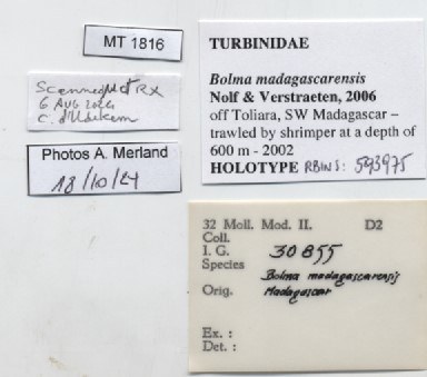 BE-RBINS-INV-MT-1816-Bolma-madagascarensis-ht-label.jpg