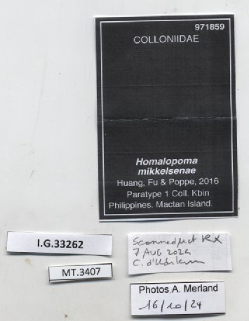 BE-RBINS-INV-MT-3407-Homalopoma-mikkelsenae-pt-label.jpg