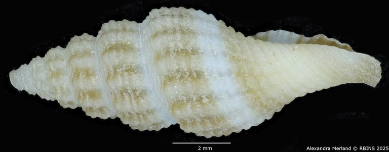 BE-RBINS-INV-MT-3633-Clathurella-colombi-pt-L2.jpg