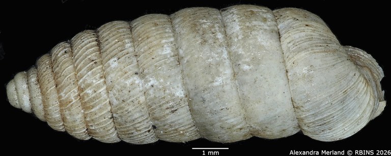 BE-RBINS-INV-MT-1482-Holospira-arizonensis-mularis-pt-D.jpg