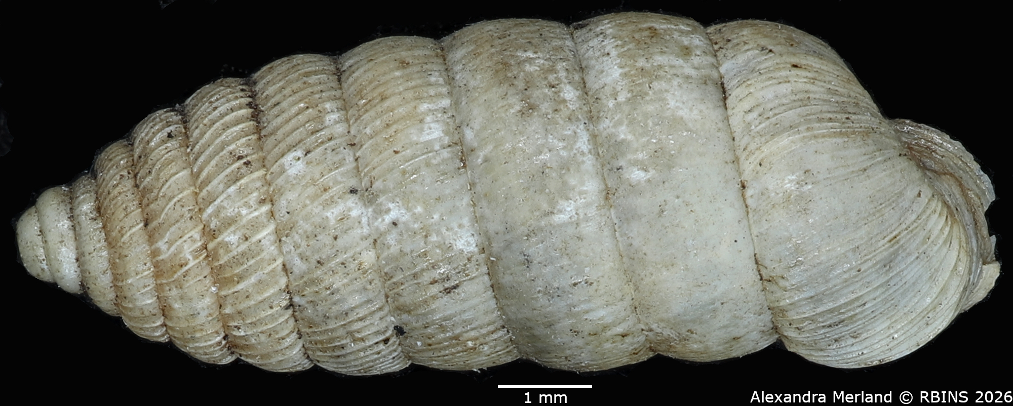 BE-RBINS-INV-MT-1482-Holospira-arizonensis-mularis-pt-D.jpg