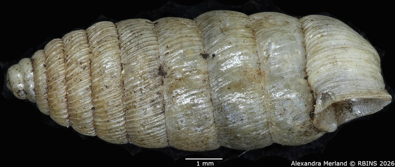 BE-RBINS-INV-MT-1482-Holospira-arizonensis-mularis-pt-L.jpg
