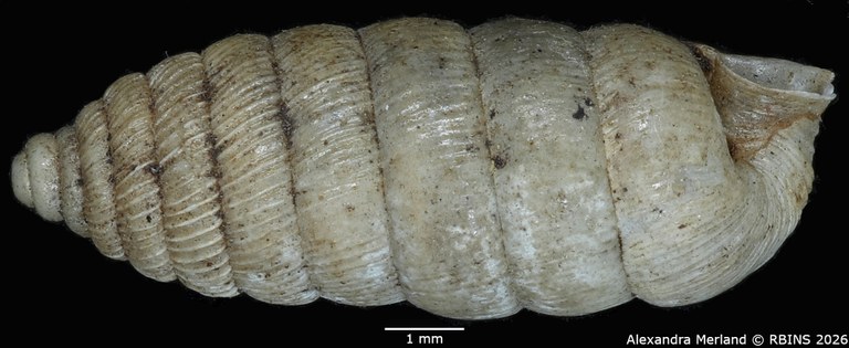 BE-RBINS-INV-MT-1482-Holospira-arizonensis-mularis-pt-L2.jpg