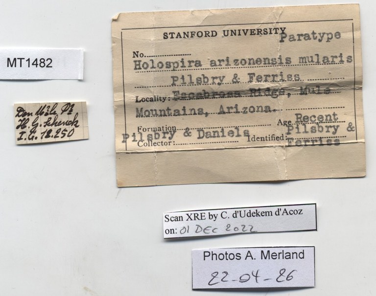 BE-RBINS-INV-MT-1482-Holospira-arizonensis-mularis-pt-label.jpg