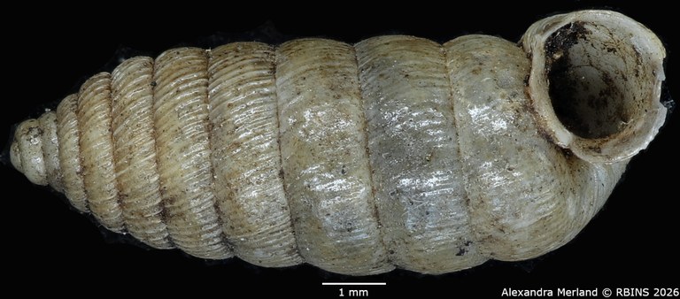 BE-RBINS-INV-MT-1482-Holospira-arizonensis-mularis-pt-V.jpg