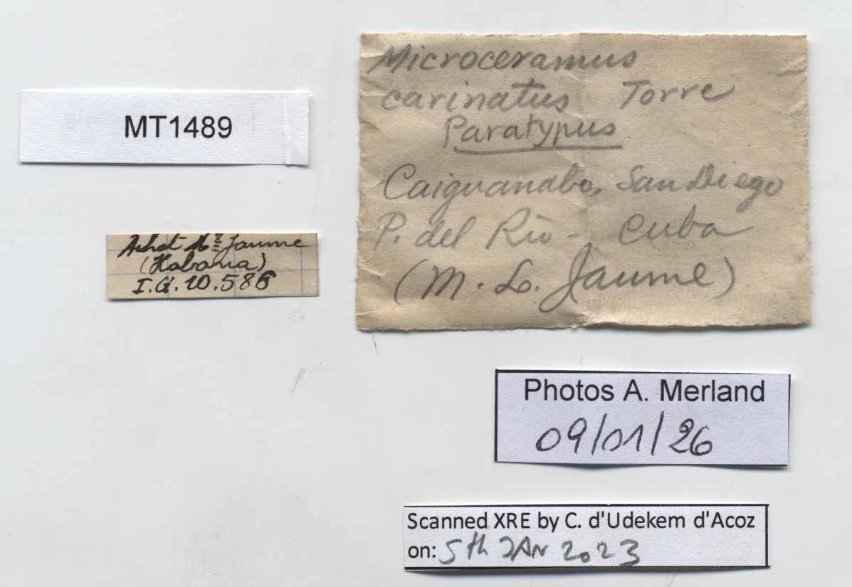 BE-RBINS-INV-MT-1489-Microceramus-carinatus-pt-label.jpg