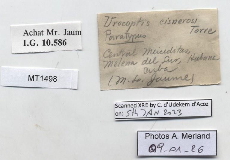 BE-RBINS-INV-MT-1498-Pycnoptychia-humboldtiana-cisnerosi-pt-label.jpg